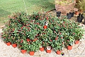 VBS_3599 - Floreal 2023 - Vivere con le piante